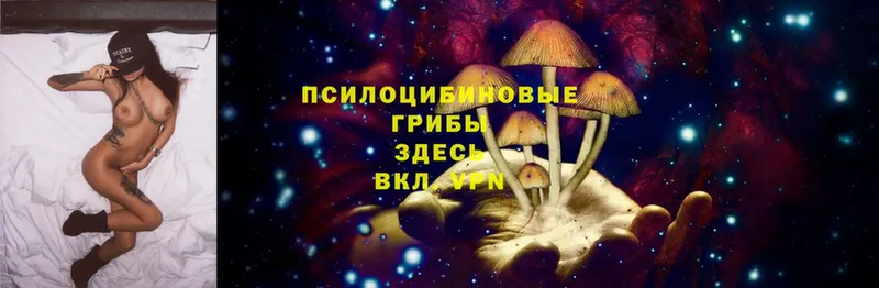 Псилоцибиновые грибы Psilocybe  купить наркотики цена  Ардон 